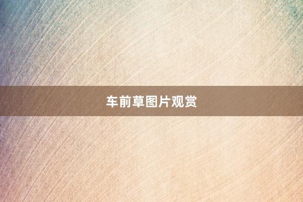 车前草图片观赏