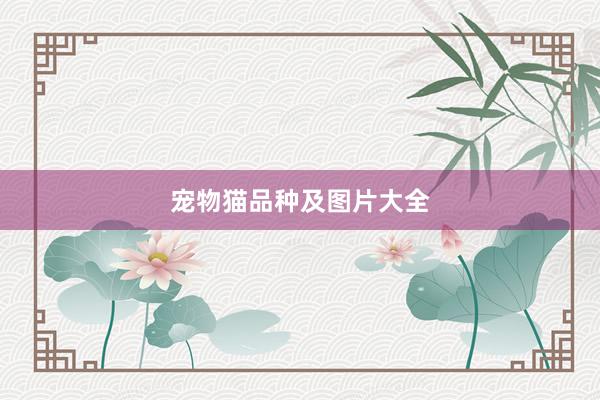 宠物猫品种及图片大全